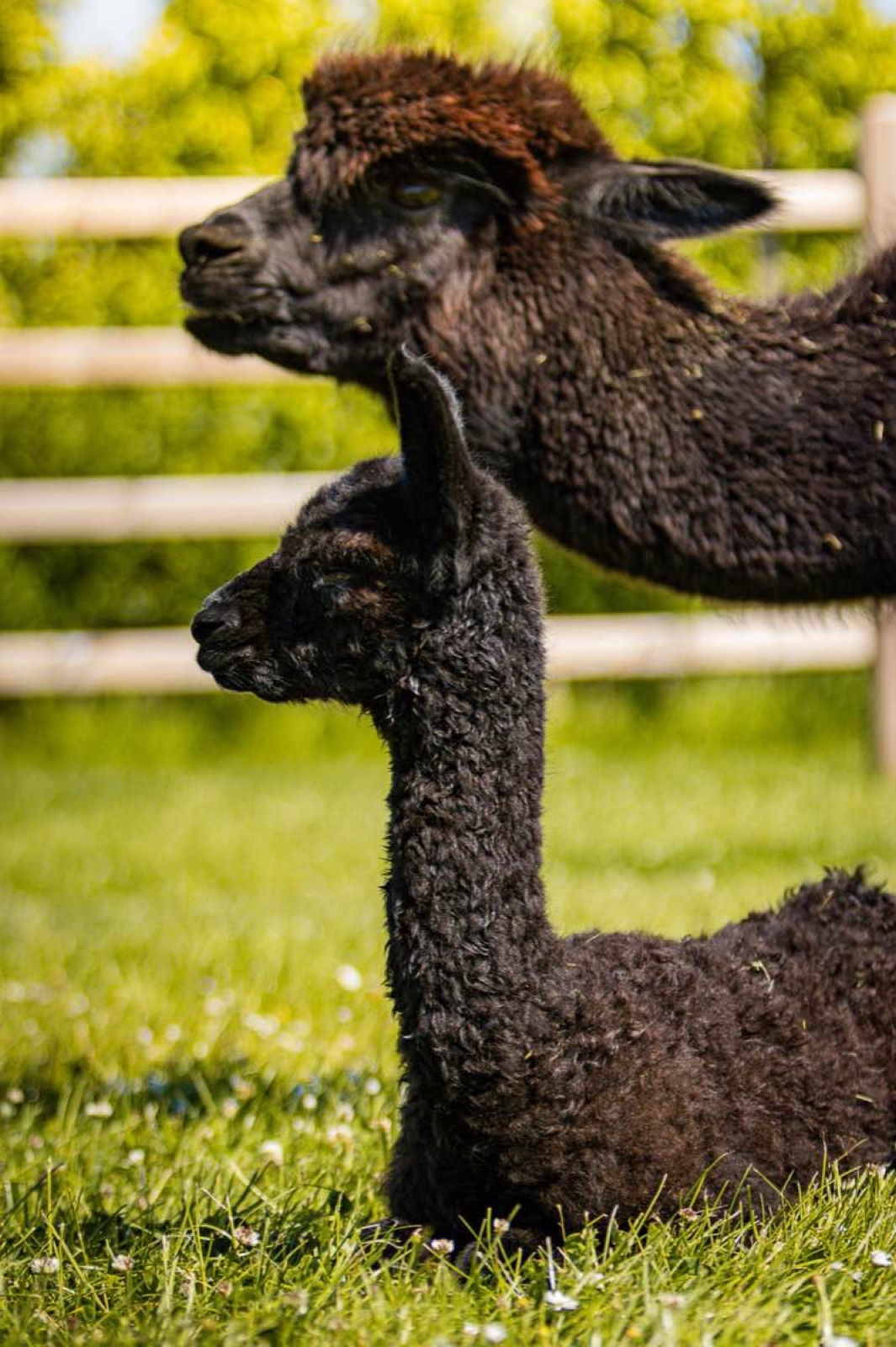 RAR Bibi liggend in het gras