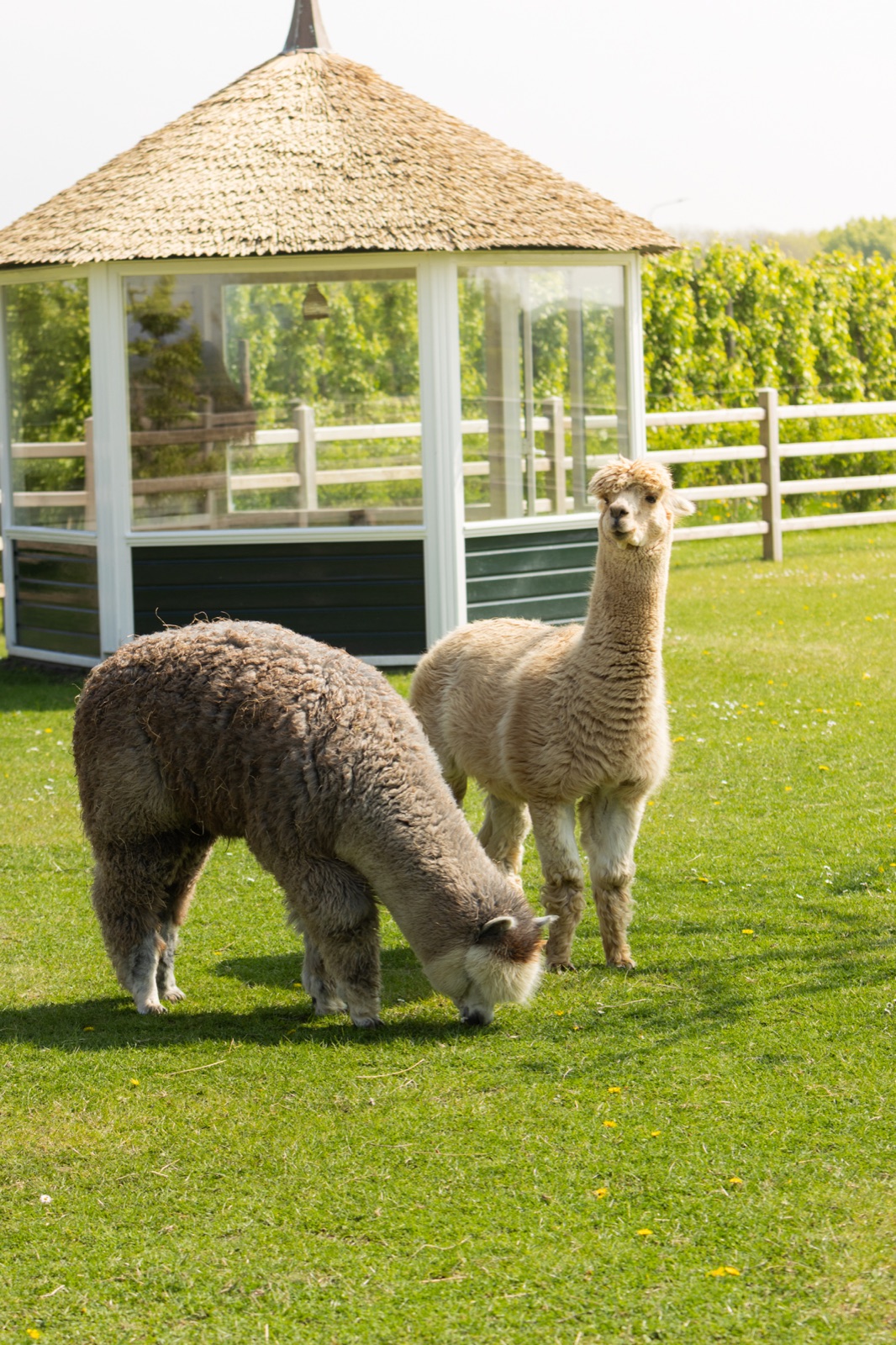 Twee alpaca's bij de ranch