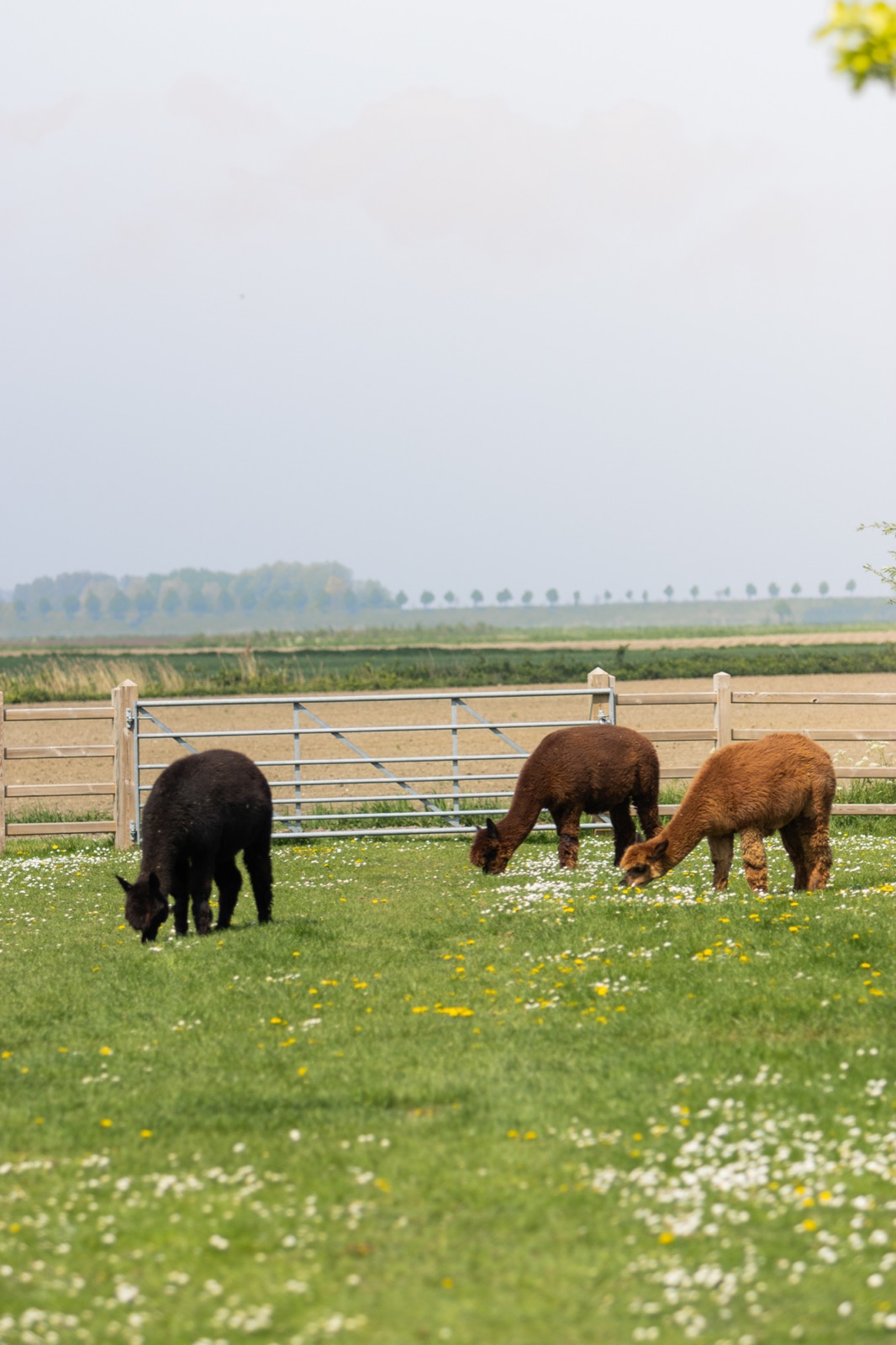 Kudde in het gras