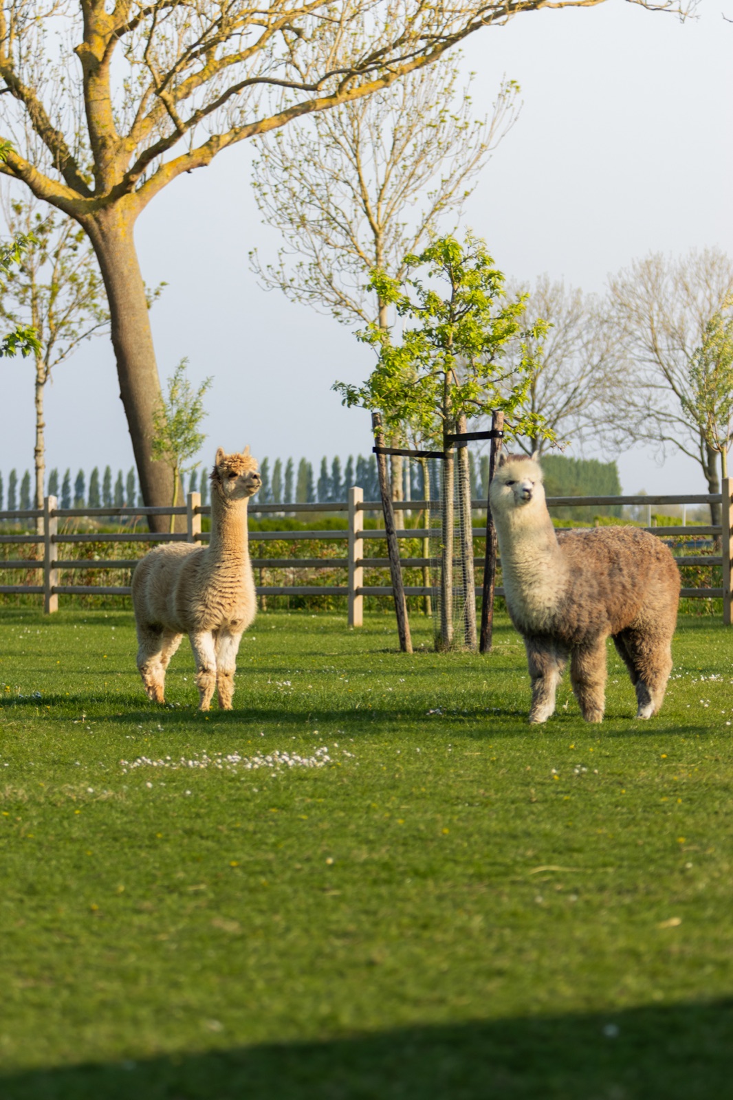 Twee alpaca's in de wei