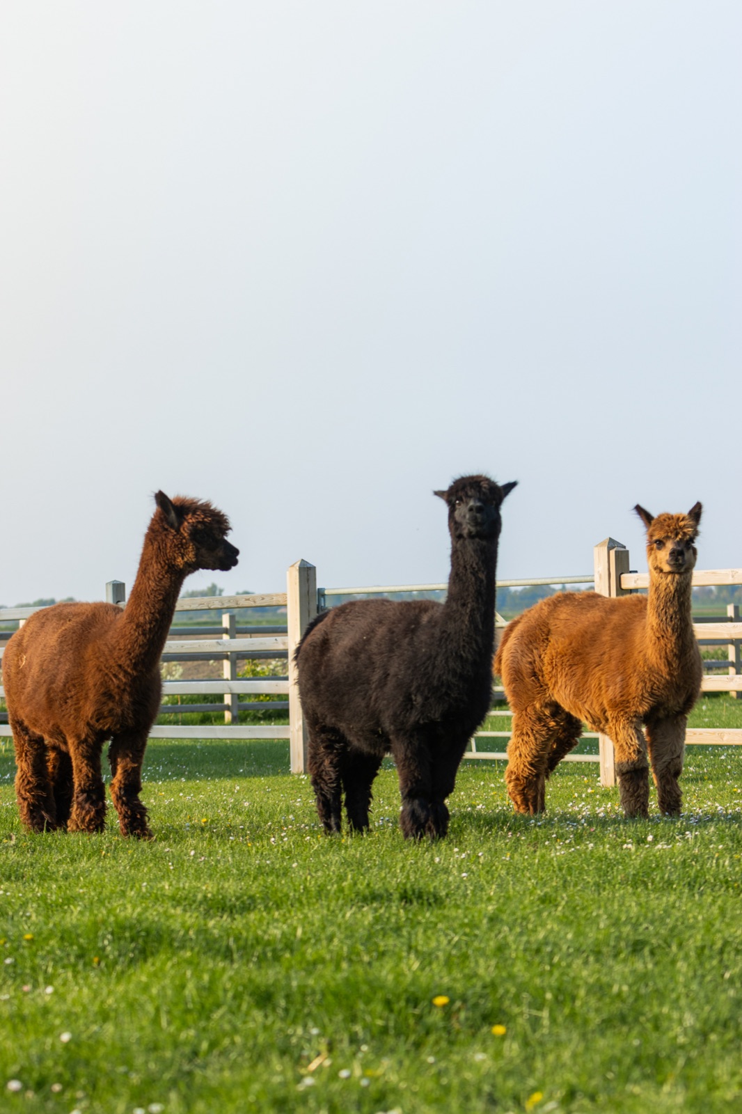 Kudde alpaca's in de wei