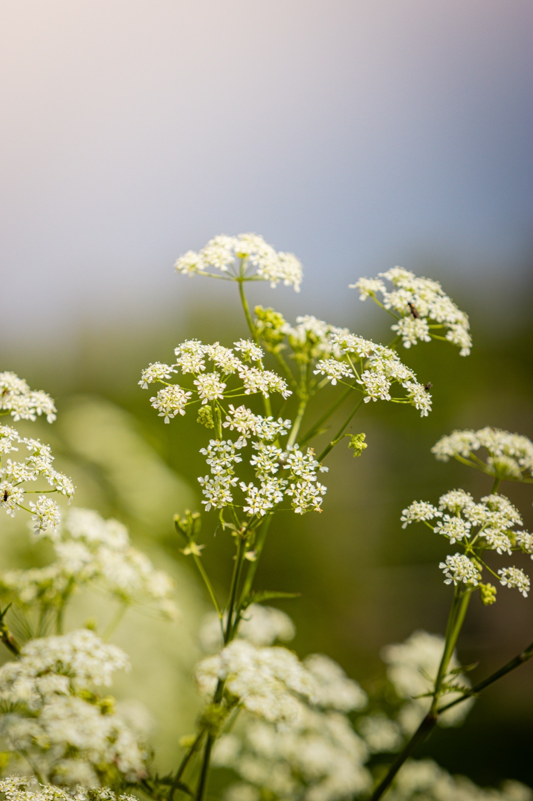 Witte bloemen in de wei