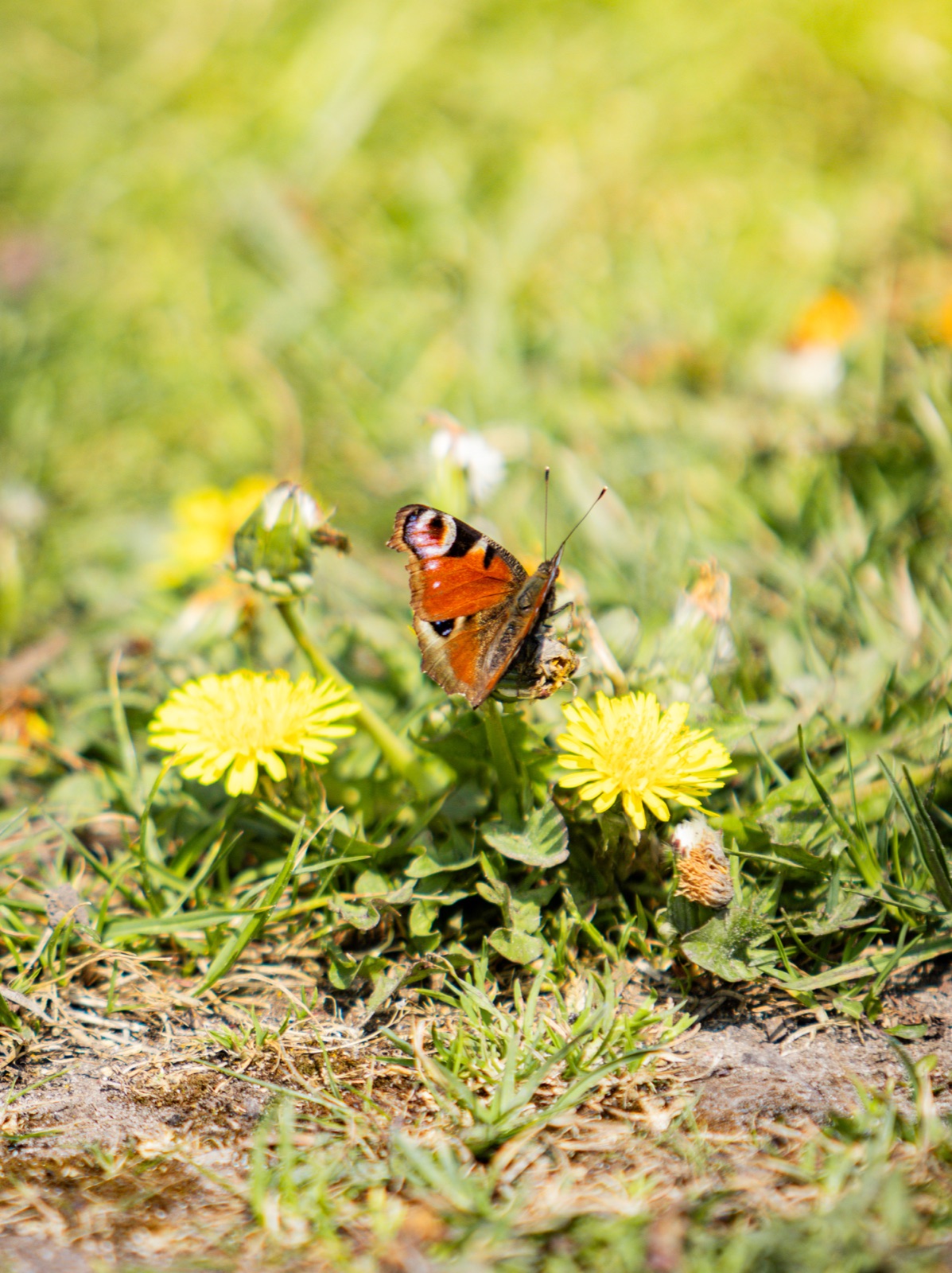 Vlinder op paardenbloem